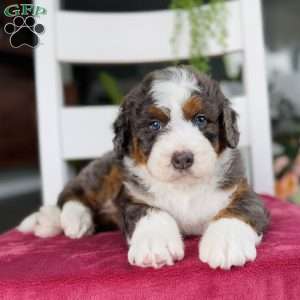 Charlie, Bernedoodle Puppy