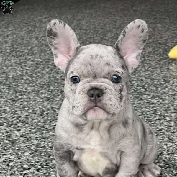 Loki, French Bulldog Puppy