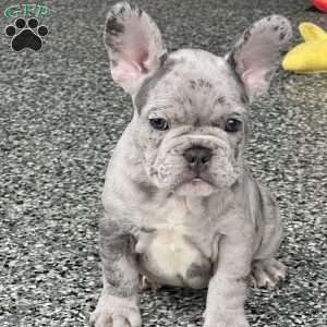 Loki, French Bulldog Puppy