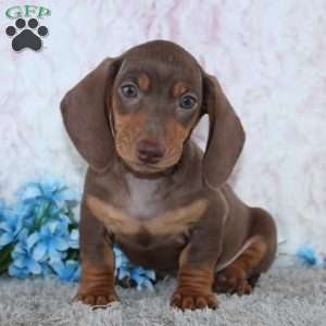 Archer, Dachshund Puppy