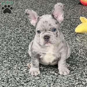 Loki, French Bulldog Puppy