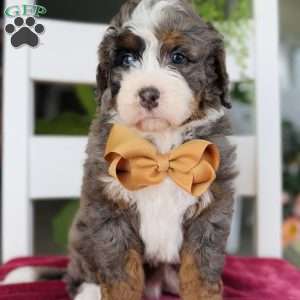 Cash, Bernedoodle Puppy