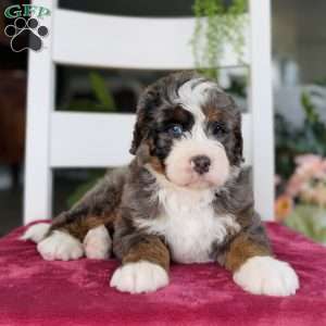 Cash, Bernedoodle Puppy