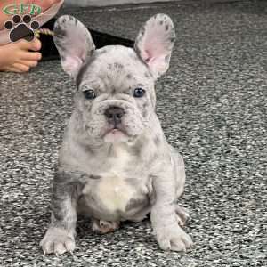 Loki, French Bulldog Puppy
