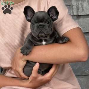 Luca, French Bulldog Puppy