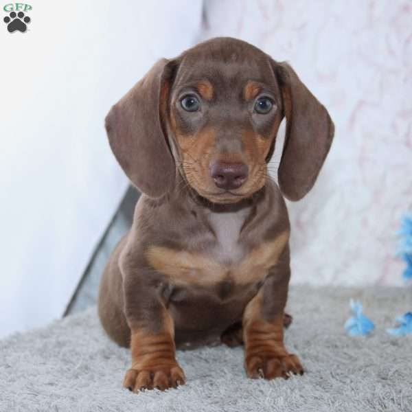 Archer, Dachshund Puppy