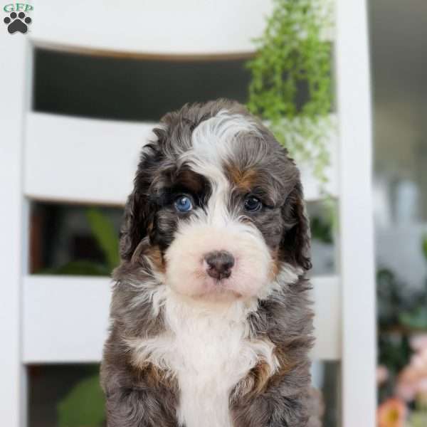 Cash, Bernedoodle Puppy