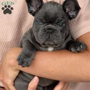 Luca, French Bulldog Puppy