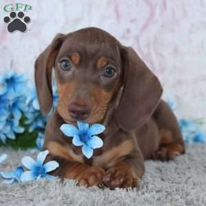 Archer, Dachshund Puppy