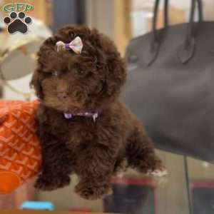 Tootsie, Toy Poodle Puppy