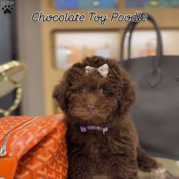 Tootsie, Toy Poodle Puppy