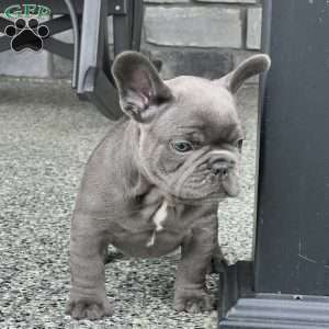 Luca, French Bulldog Puppy