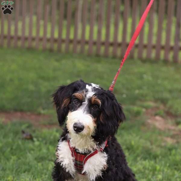 Louie, Mini Bernedoodle Puppy