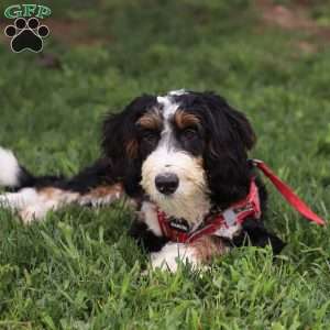 Louie, Mini Bernedoodle Puppy