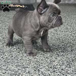 Luca, French Bulldog Puppy