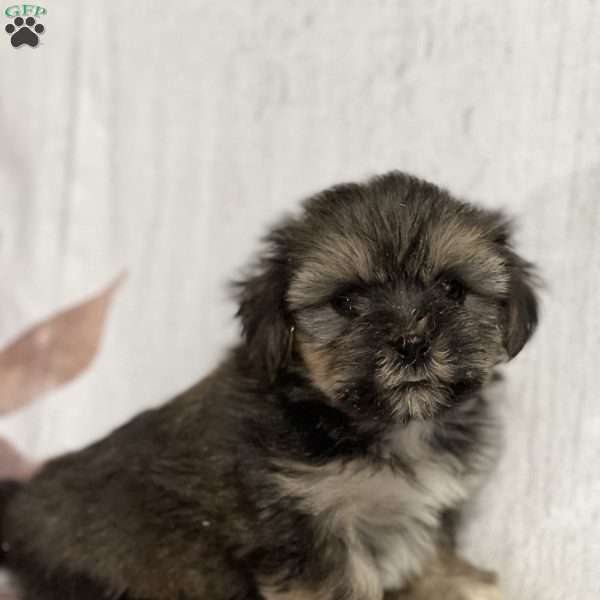Fefe, Shorkie Puppy