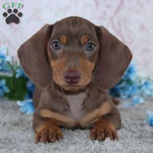 Archer, Dachshund Puppy