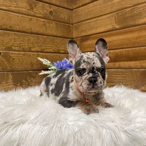 Drew, French Bulldog Puppy