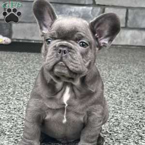 Luca, French Bulldog Puppy