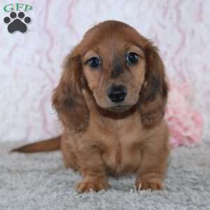 Brittany, Dachshund Puppy