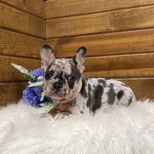 Drew, French Bulldog Puppy