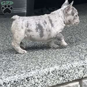 Loki, French Bulldog Puppy