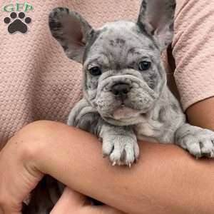 Loki, French Bulldog Puppy