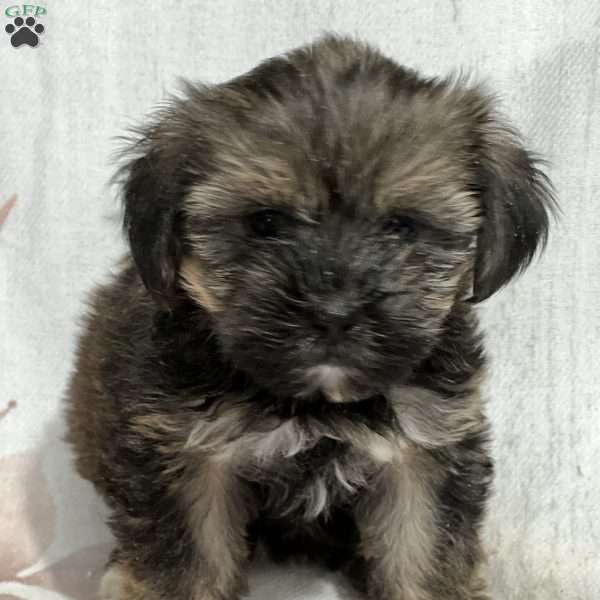 Fairy, Shorkie Puppy