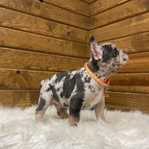 Drew, French Bulldog Puppy