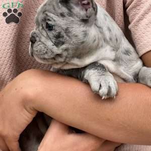 Loki, French Bulldog Puppy