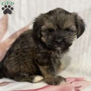 Fairy, Shorkie Puppy