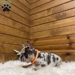 Drew, French Bulldog Puppy