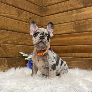 Drew, French Bulldog Puppy