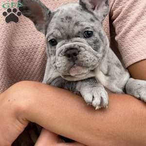 Loki, French Bulldog Puppy