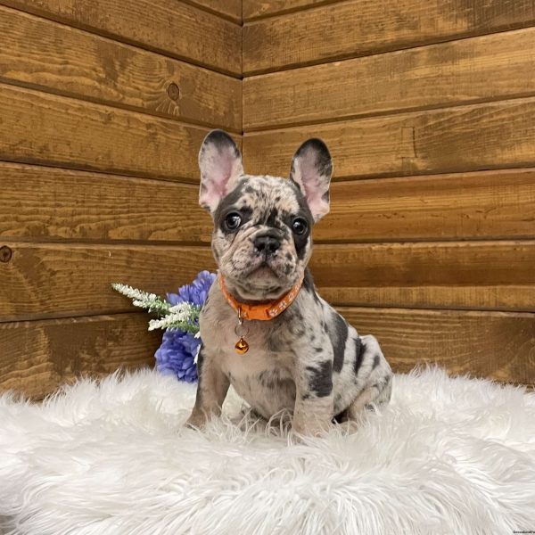 Drew, French Bulldog Puppy