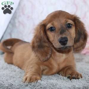 Brittany, Dachshund Puppy
