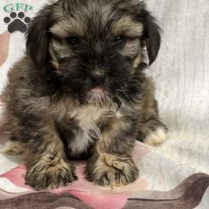 Fudge, Shorkie Puppy