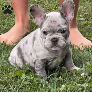 Loki, French Bulldog Puppy