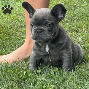 Luca, French Bulldog Puppy