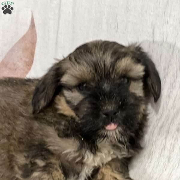 Fudge, Shorkie Puppy