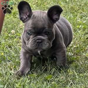 Luca, French Bulldog Puppy