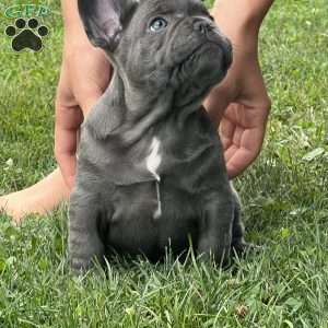 Luca, French Bulldog Puppy