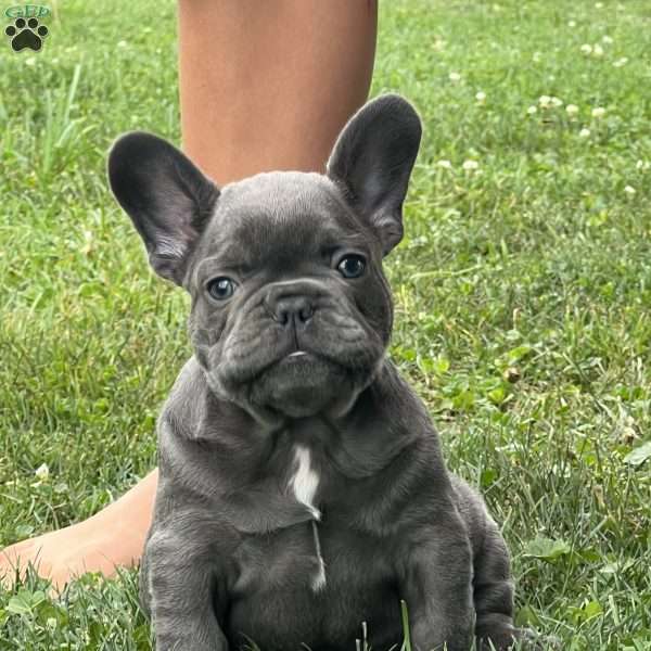 Luca, French Bulldog Puppy