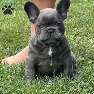 Luca, French Bulldog Puppy