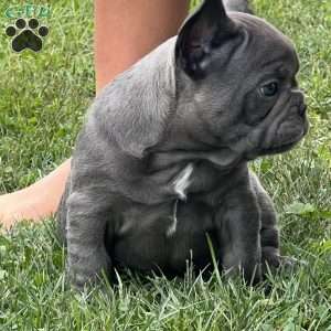 Luca, French Bulldog Puppy