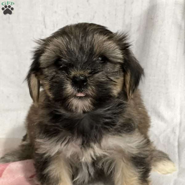 Fynn, Shorkie Puppy