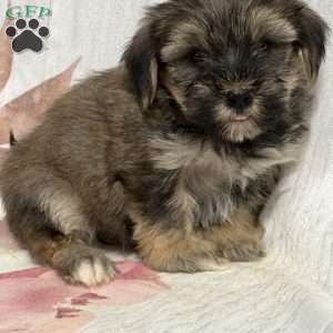 Fynn, Shorkie Puppy