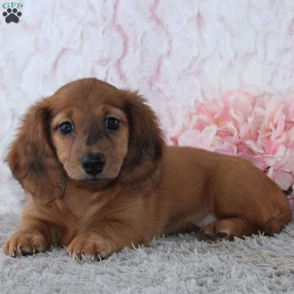 Brittany, Dachshund Puppy