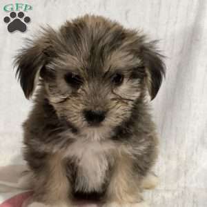Fritz, Shorkie Puppy