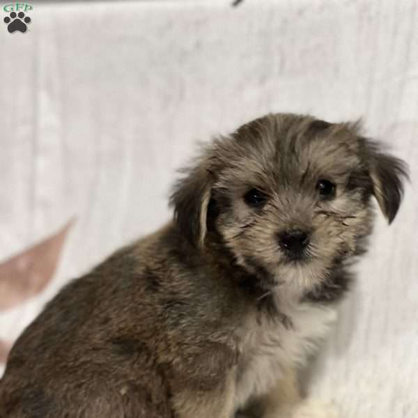 Fritz, Shorkie Puppy